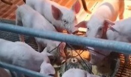 香港小猪爆料事件视频,揭秘背后惊人真相